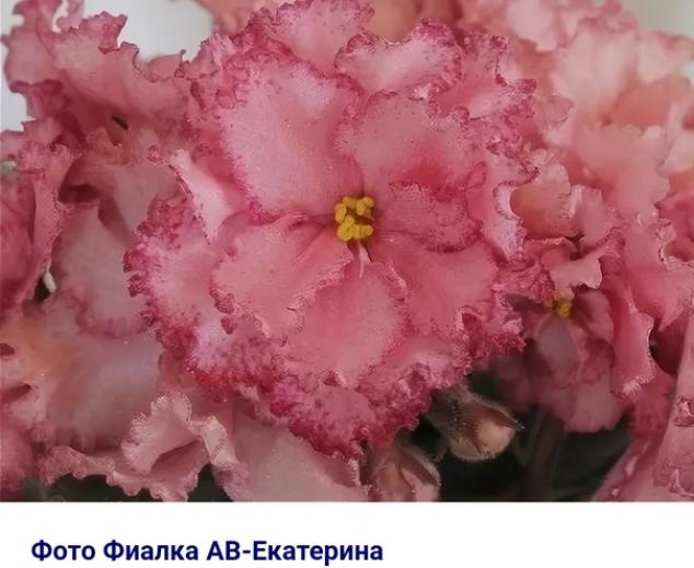 Фиалка АВ-Екатерина 3