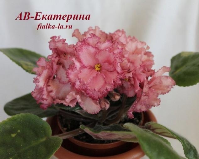 Фиалка АВ-Екатерина