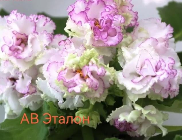 Фиалка АВ-Эталон 4