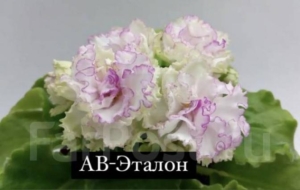 Фиалка АВ-Эталон