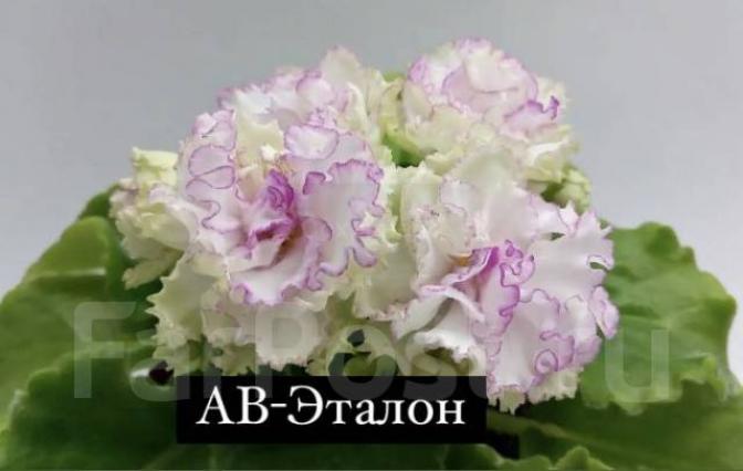Фиалка АВ-Эталон