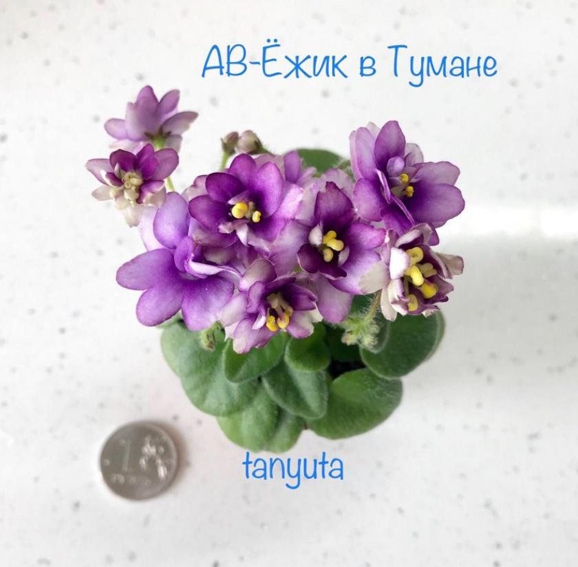 Фиалка АВ-Ежик в Тумане 2