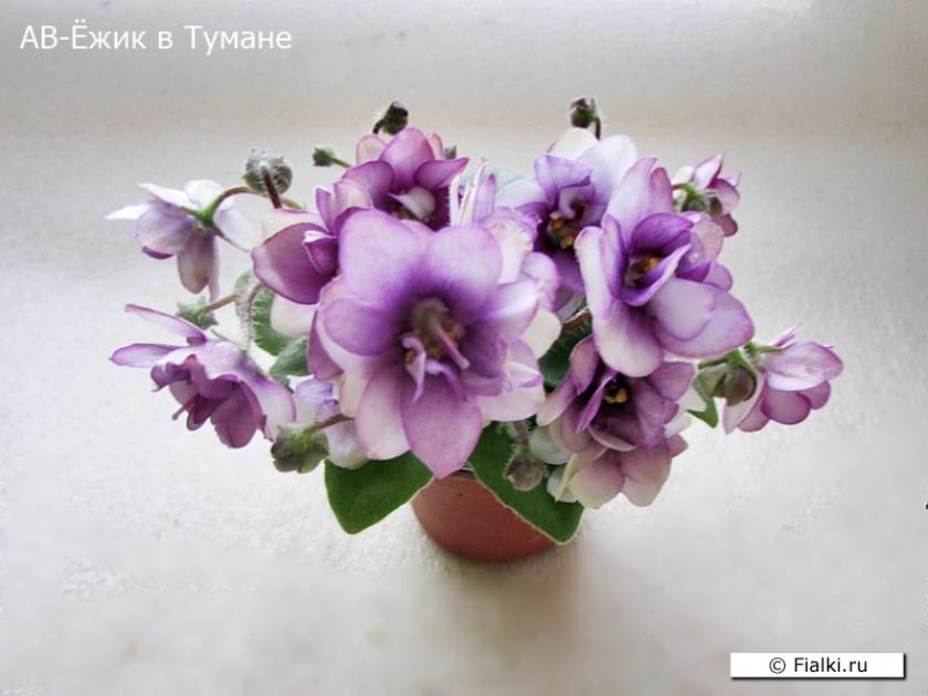 Фиалка АВ-Ежик в Тумане