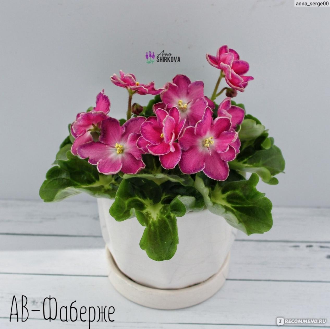 Фиалка АВ-Фаберже 4