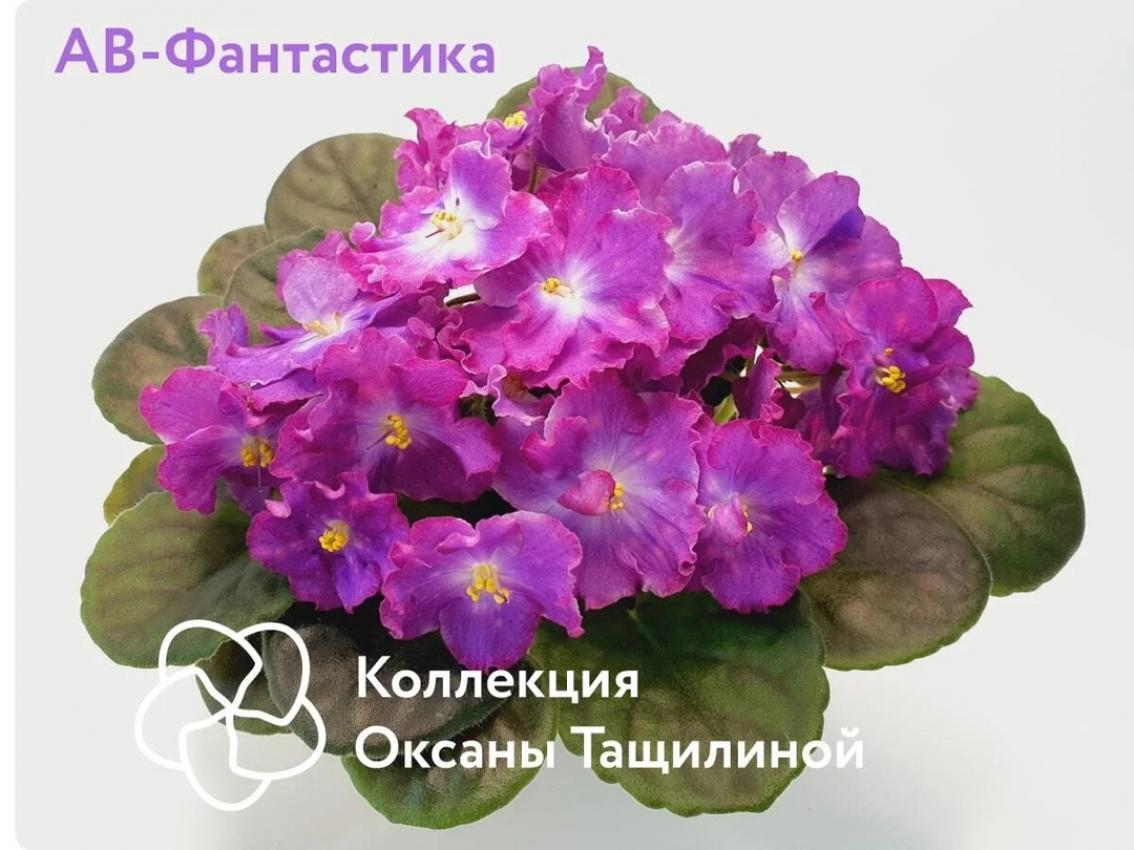 Фиалка АВ-Фантастика 2