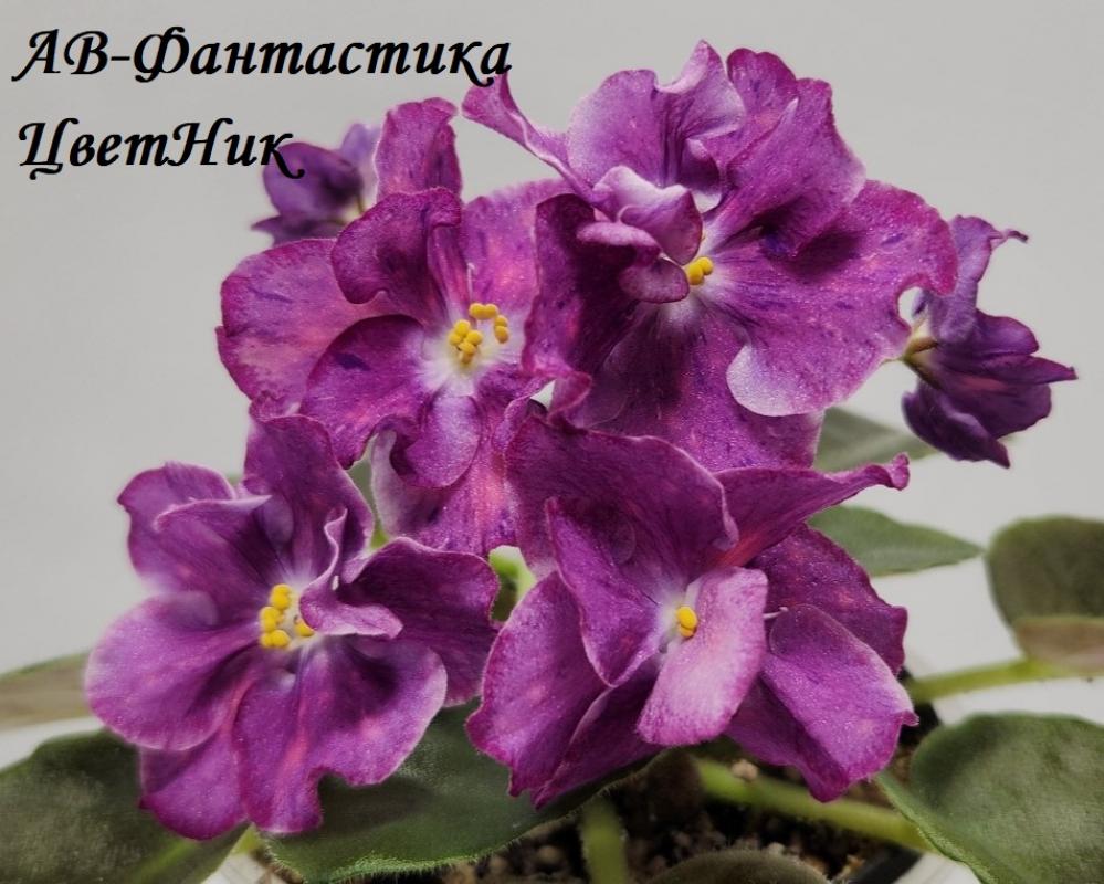 Фиалка АВ-Фантастика 4