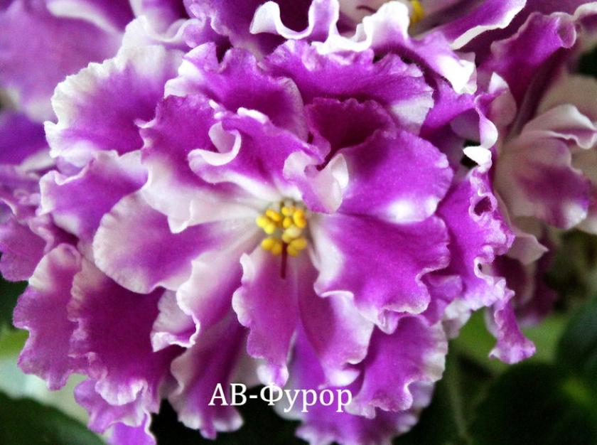 Фиалка АВ-Фурор 3