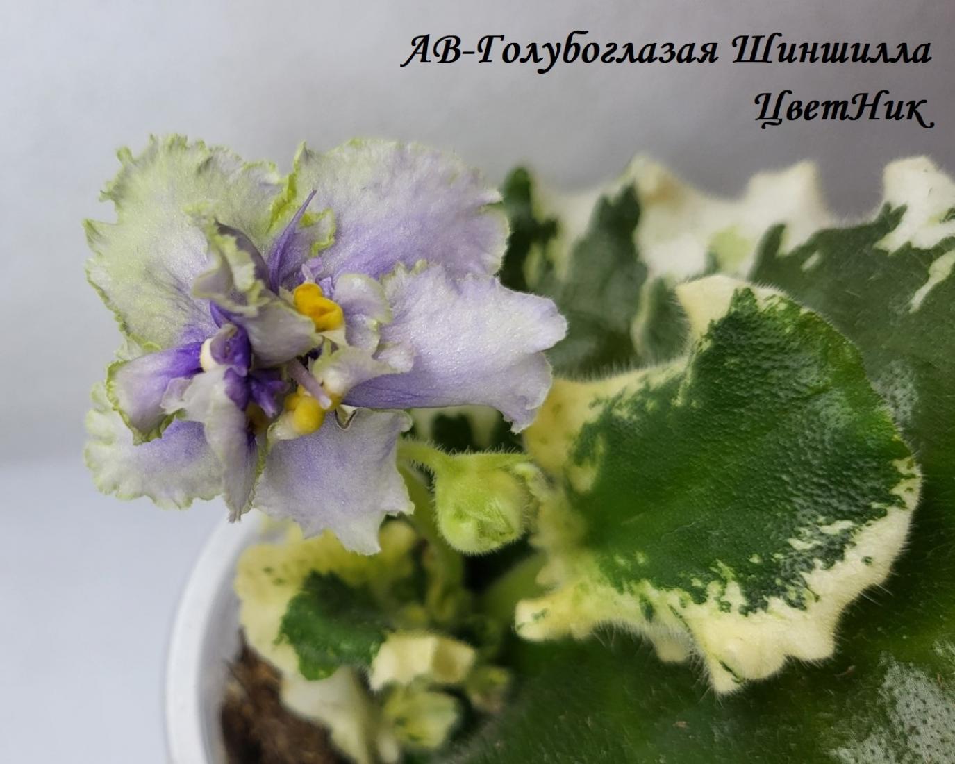 Фиалка АВ-Голубоглазая Шиншилла 2