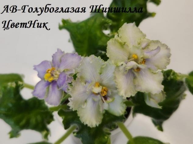 Фиалка АВ-Голубоглазая Шиншилла 3