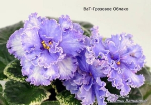 Фиалка АВ-Грозовые Облака