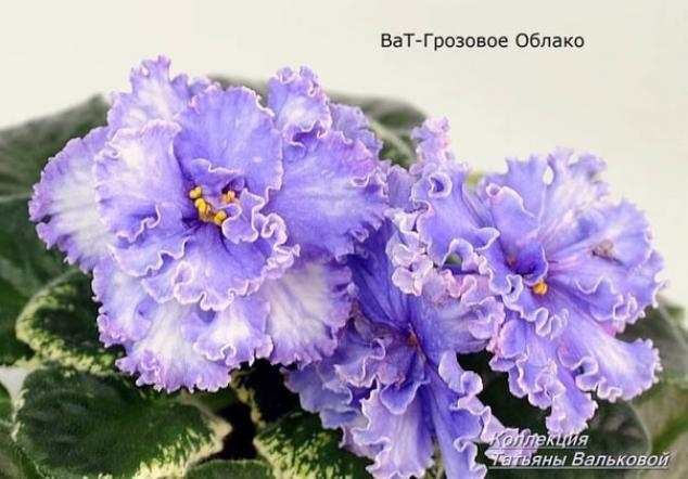 Фиалка АВ-Грозовые Облака