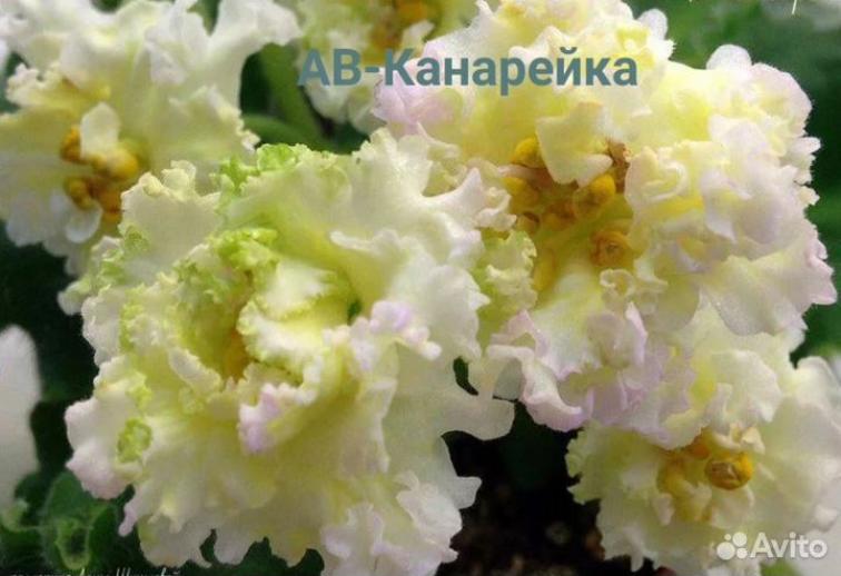 Фиалка АВ-Канарейка 2