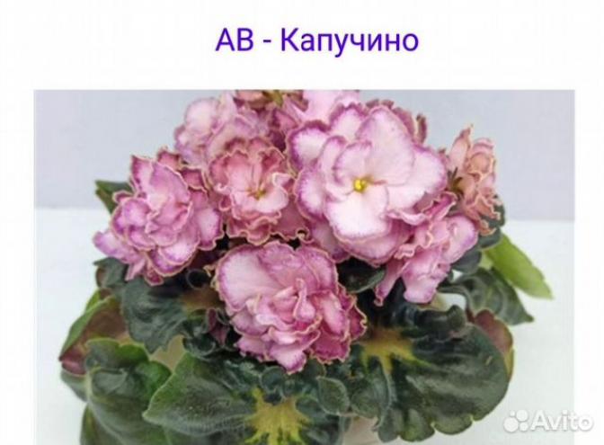 Фиалка АВ-Капучино 5