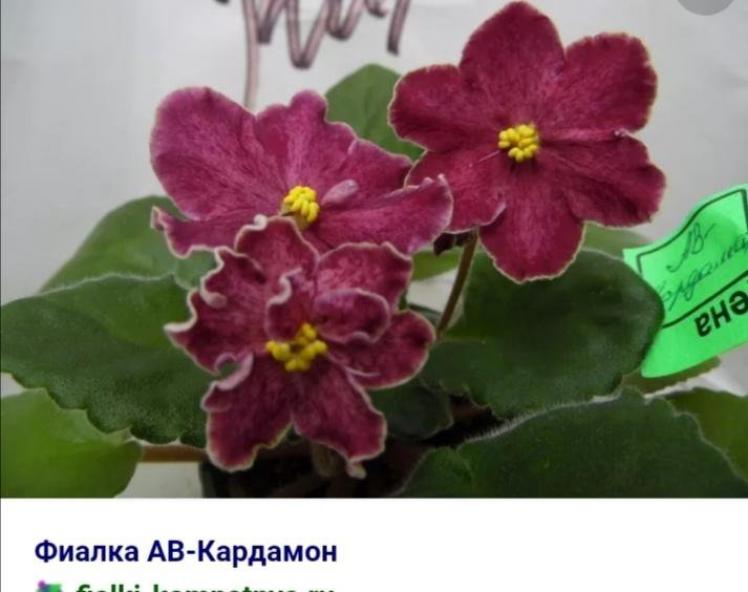 Фиалка АВ-Кардамон 3