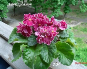 Фиалка АВ-Кардамон
