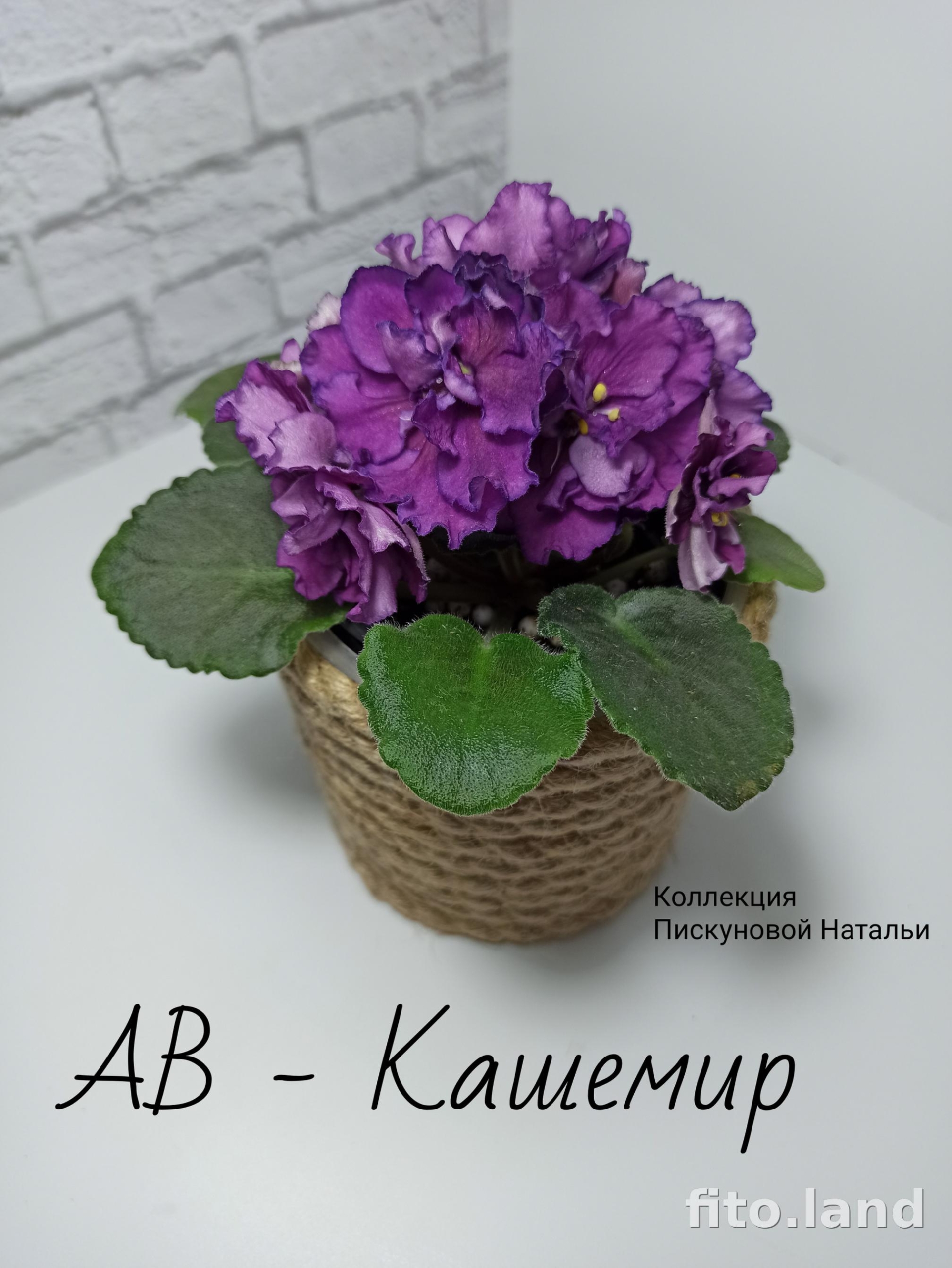Фиалка АВ-Кашемир 6