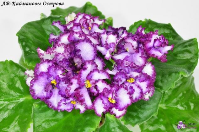 Фиалка АВ-Каймановы Острова 4