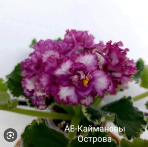 Фиалка АВ-Каймановы Острова