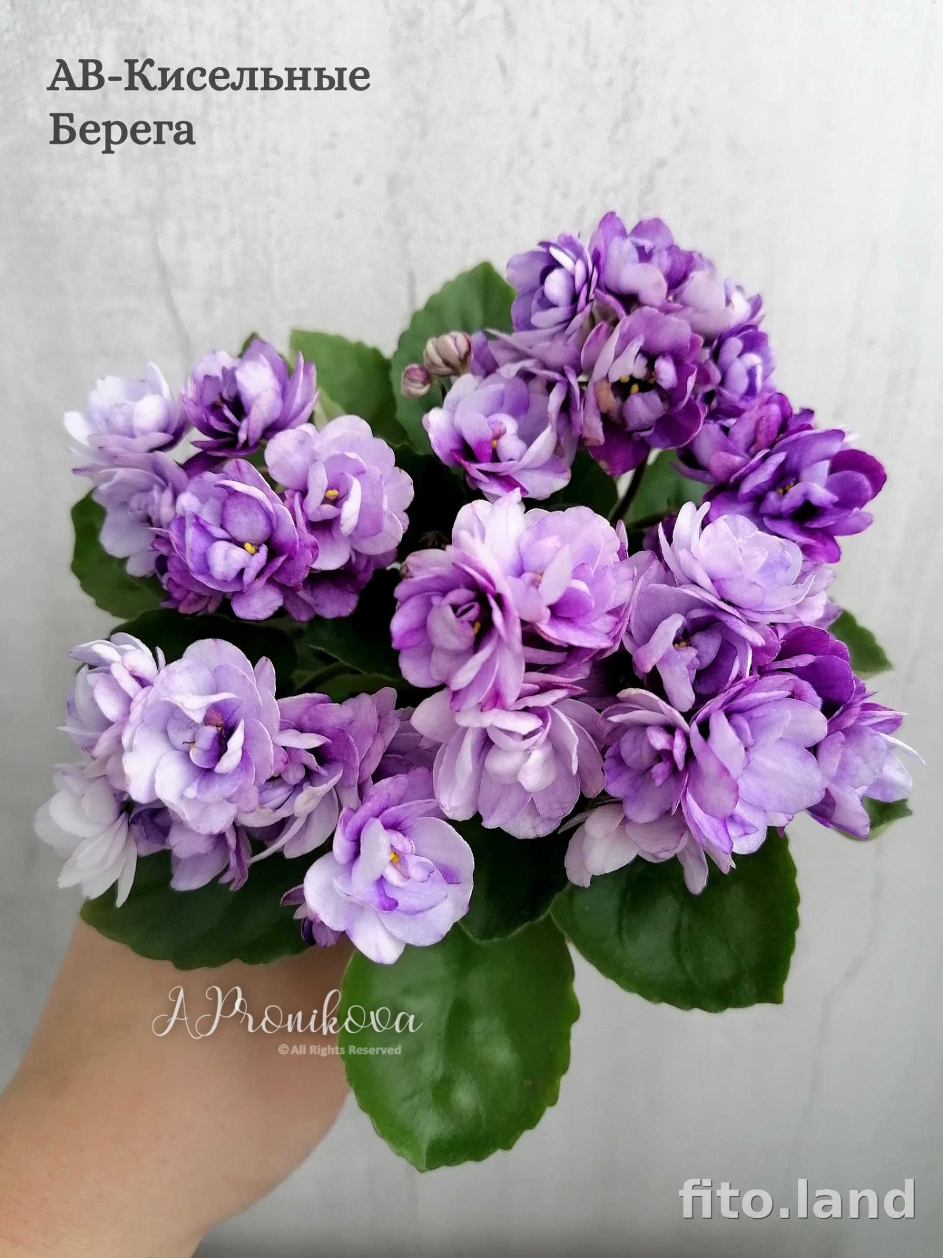 Фиалка АВ-Кисельные Берега 3
