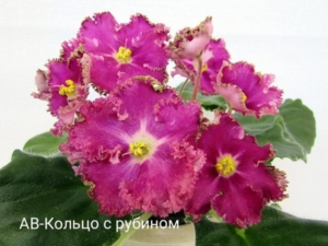 Фиалка АВ-Кольцо с Рубином