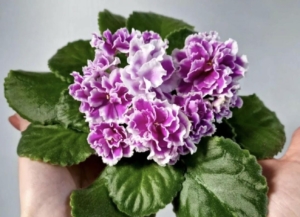Фиалка АВ-Королевская Герань