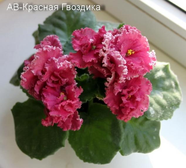 Фиалка АВ-Красная гвоздика 2