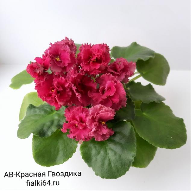 Фиалка АВ-Красная гвоздика 5