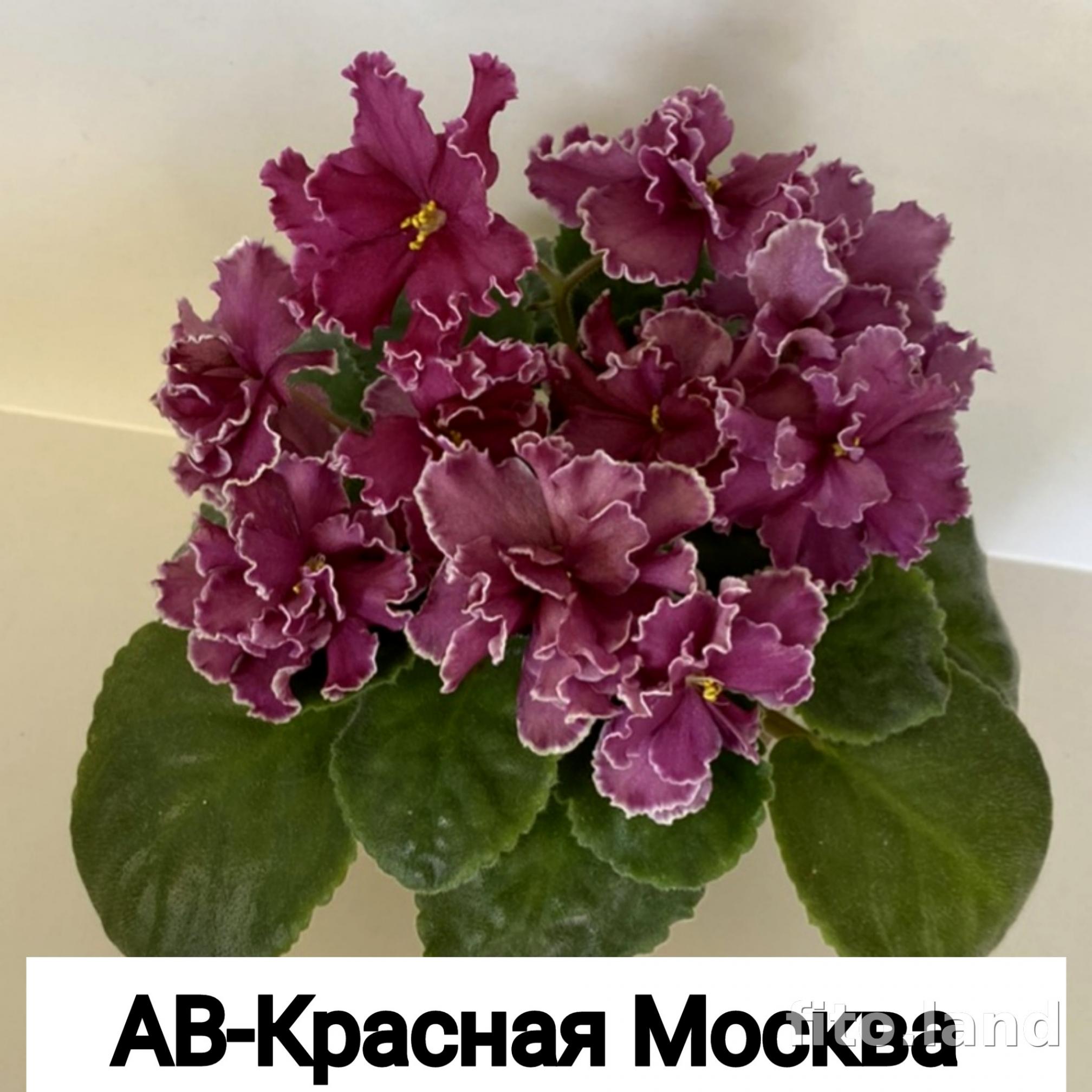 Фиалка АВ-Красная Москва 4
