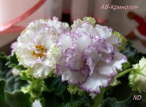 Фиалка АВ-Кринолин