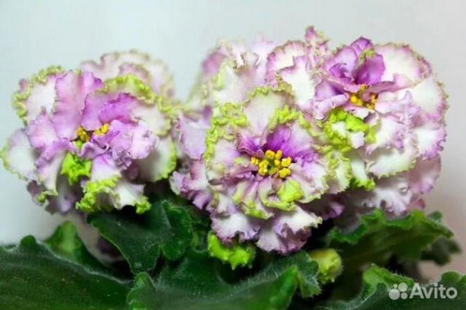 Фиалка АВ-Кружевная сирень
