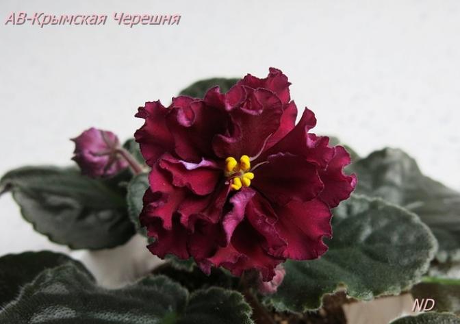 Фиалка АВ-Крымская Черешня 2