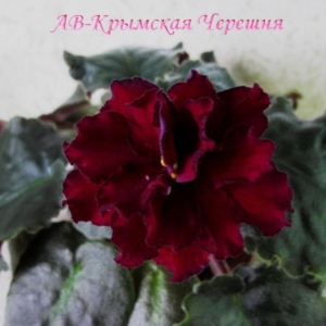 Фиалка АВ-Крымская Черешня