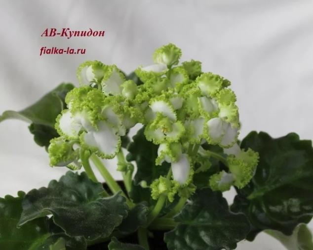 Фиалка АВ-Купидон 3