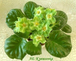 Фиалка АВ-Кувшинка