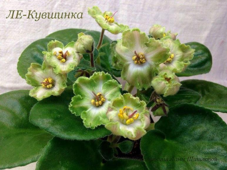 Фиалка АВ-Кувшинка 6