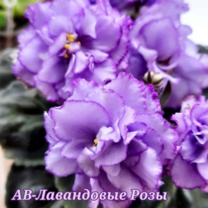 Фиалка АВ-Лавандовые Розы