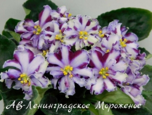 Фиалка АВ-Ленинградское мороженое