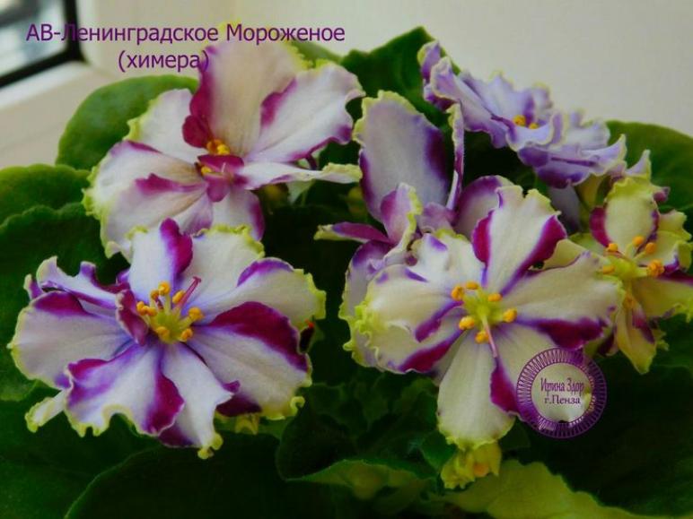 Фиалка АВ-Ленинградское мороженое 5