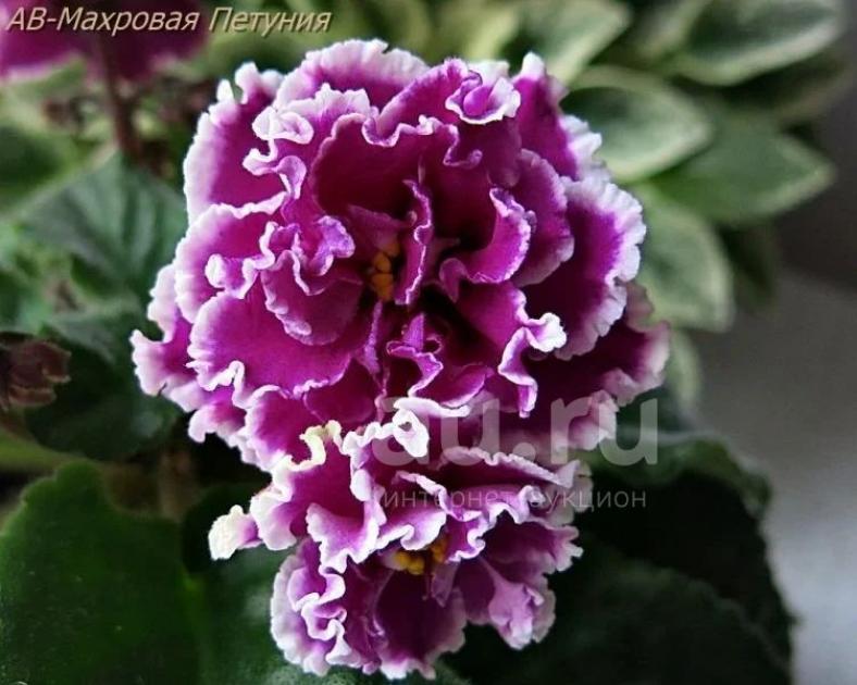Фиалка АВ-Махровая петуния 2