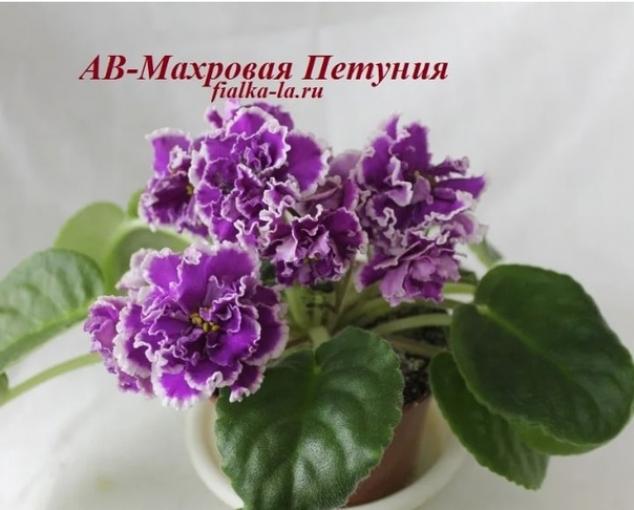 Фиалка АВ-Махровая петуния 5