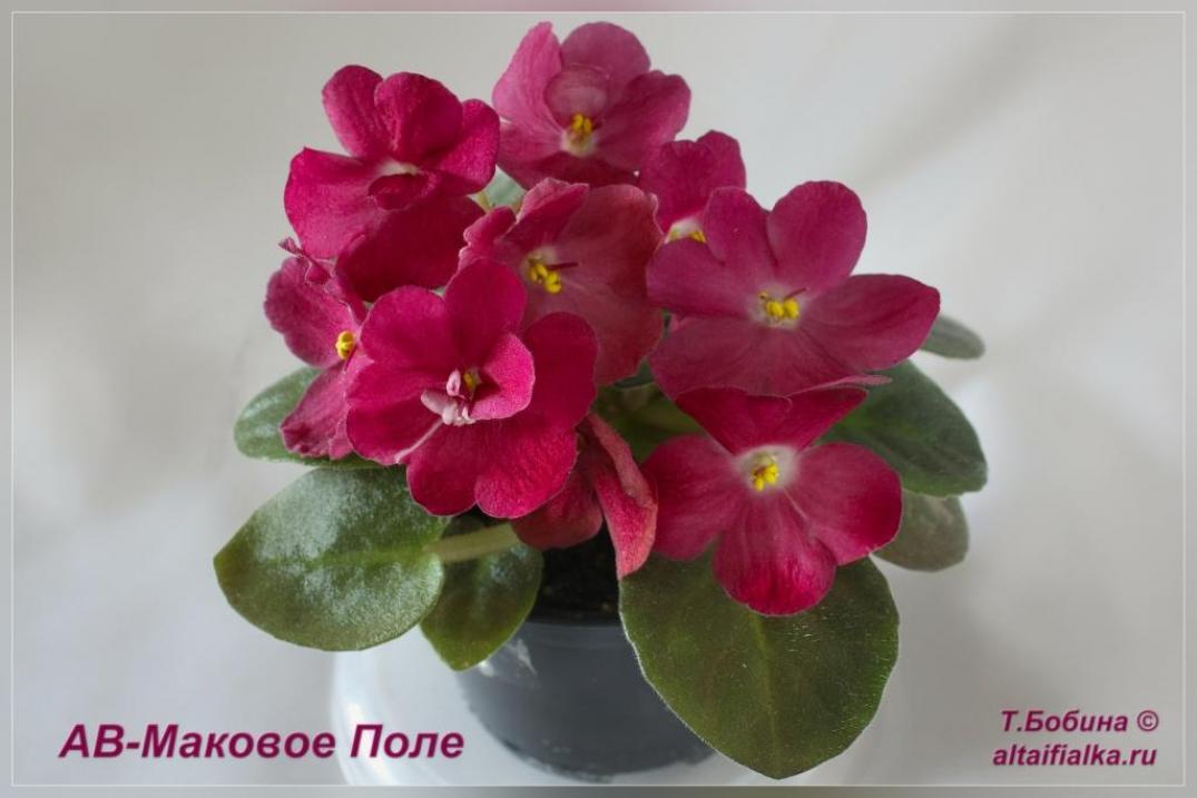 Фиалка АВ-Маковое Поле 3