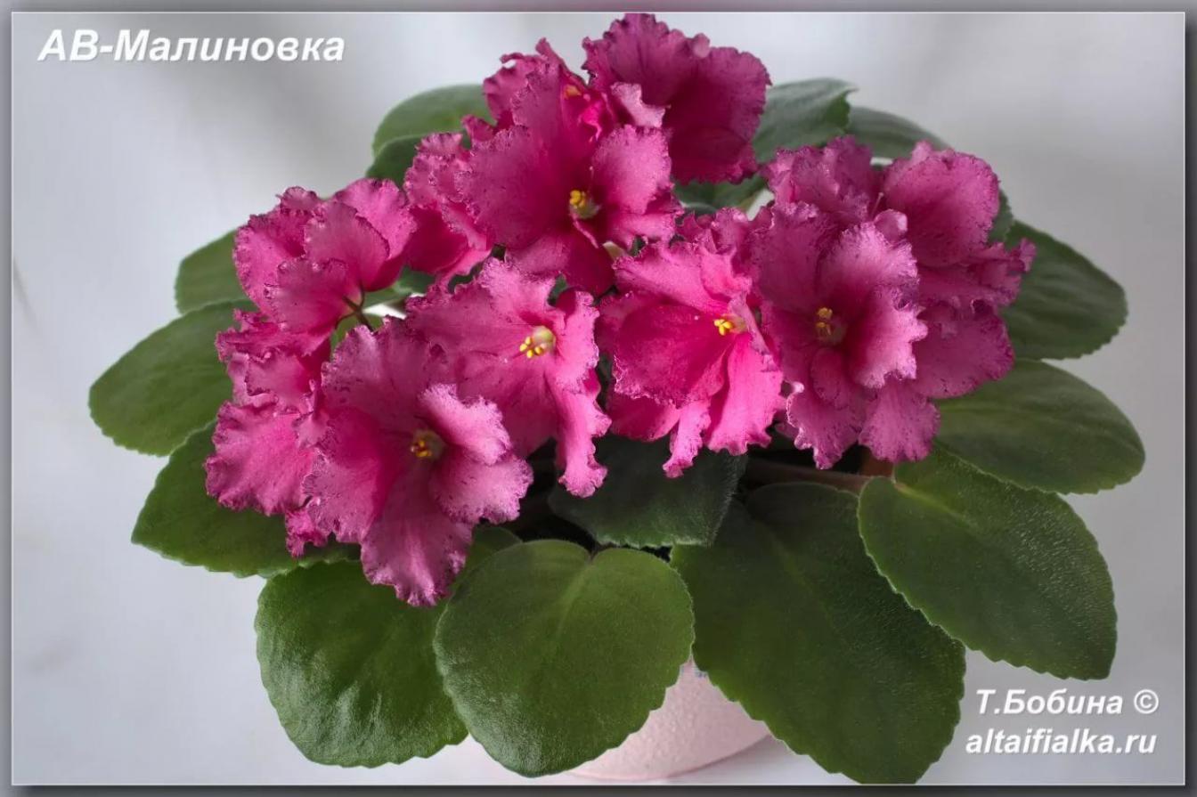 Фиалка АВ-Малиновка 3