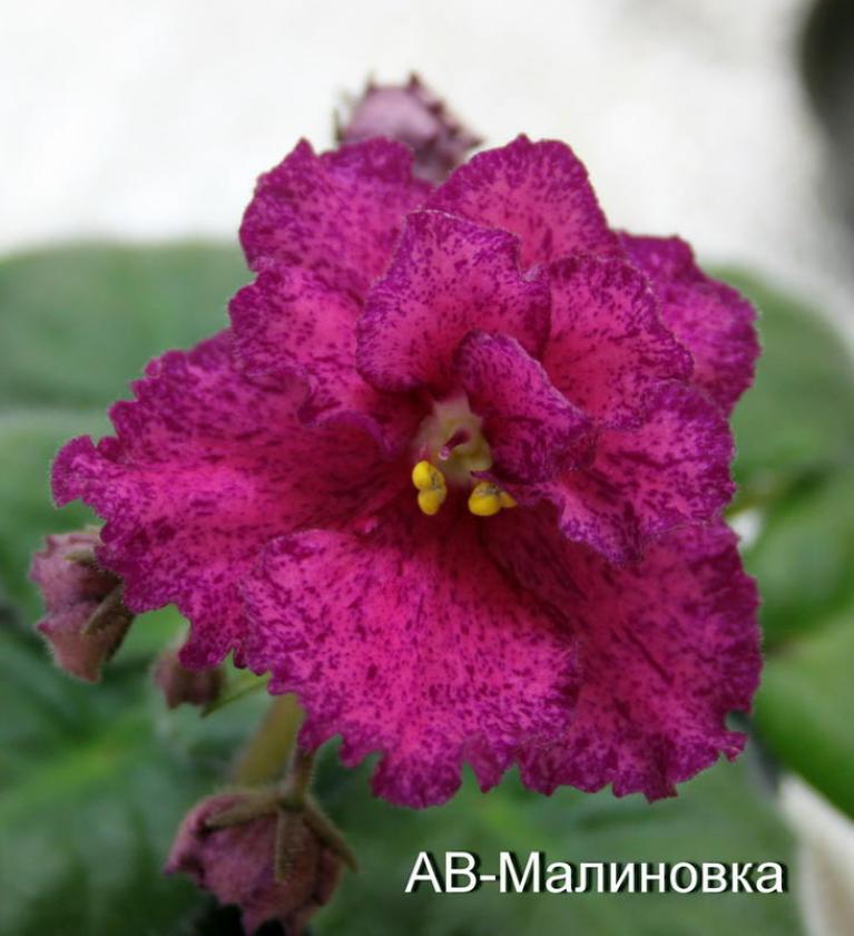 Фиалка АВ-Малиновка 5