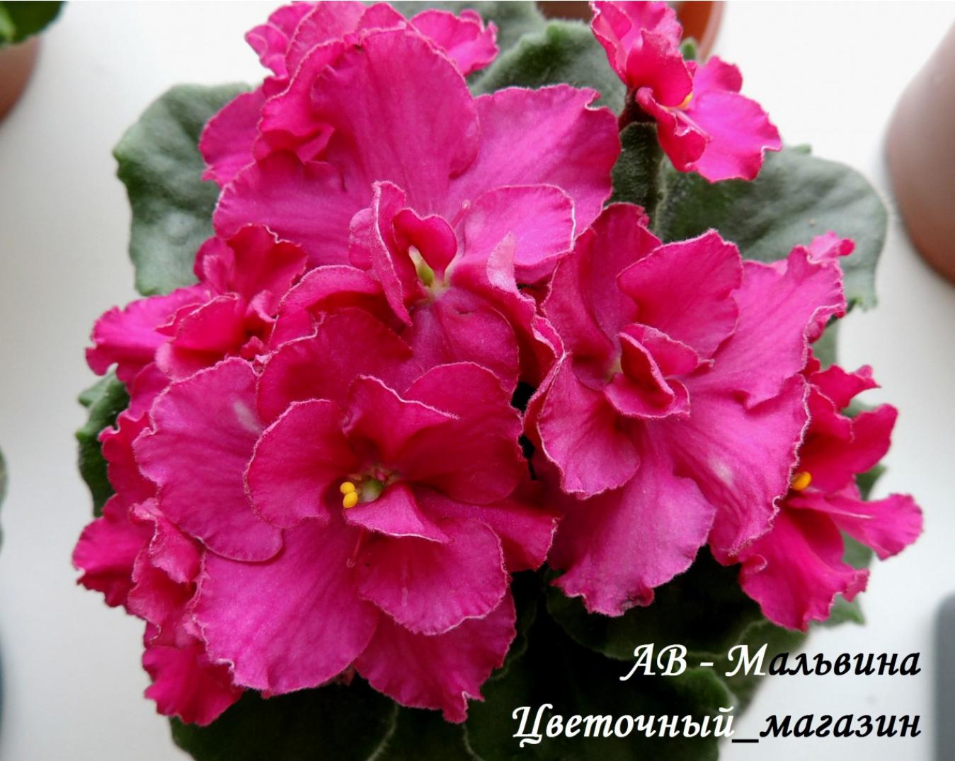 Фиалка АВ-Мальвина 3