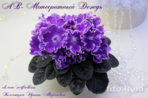Фиалка АВ-Метеоритный Дождь