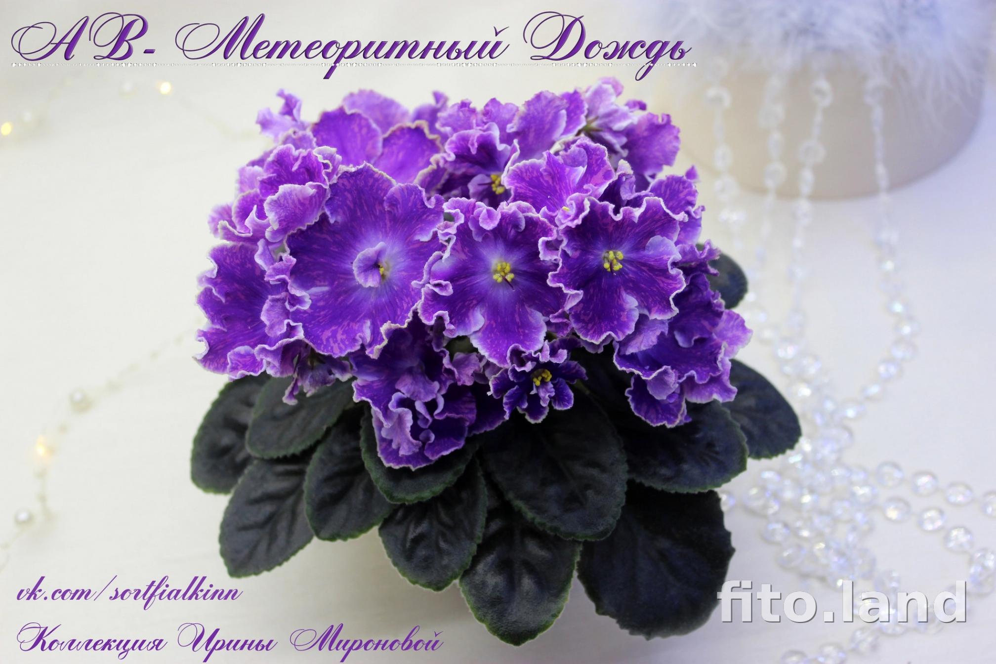 Фиалка АВ-Метеоритный Дождь