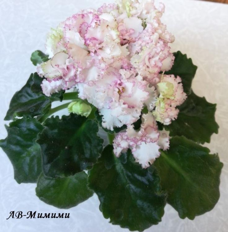 Фиалка АВ-Мимими 3