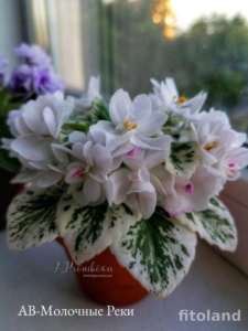 Фиалка АВ-Молочные Реки