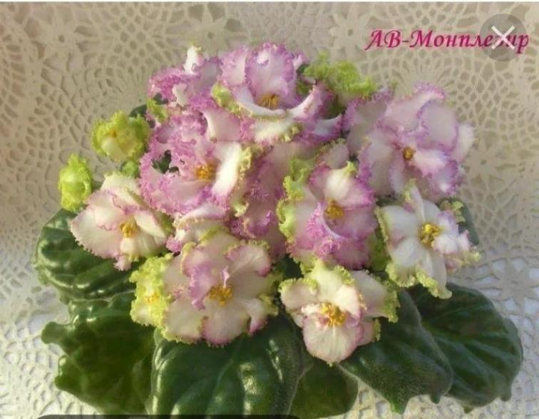 Фиалка АВ-Монплезир