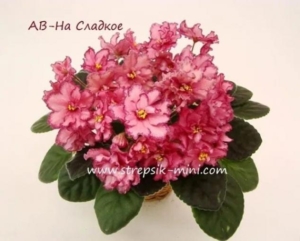Фиалка АВ-На Сладкое